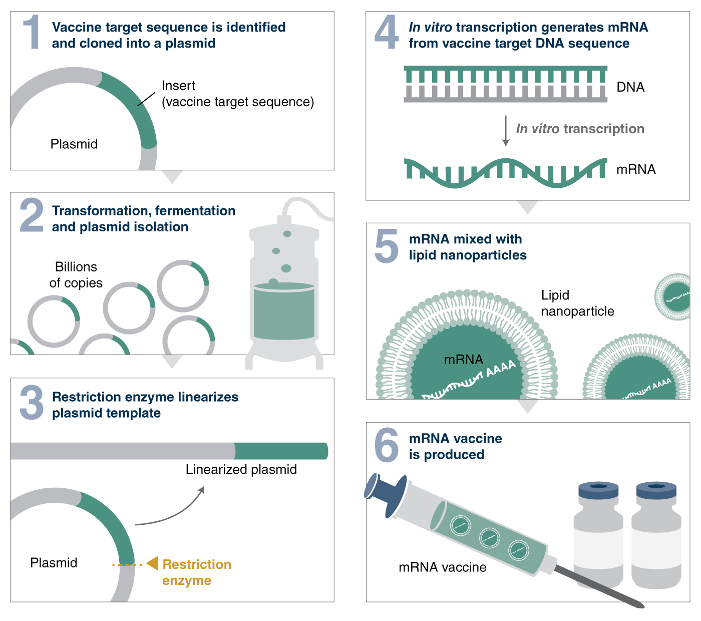 mRNA vaccine production workflow