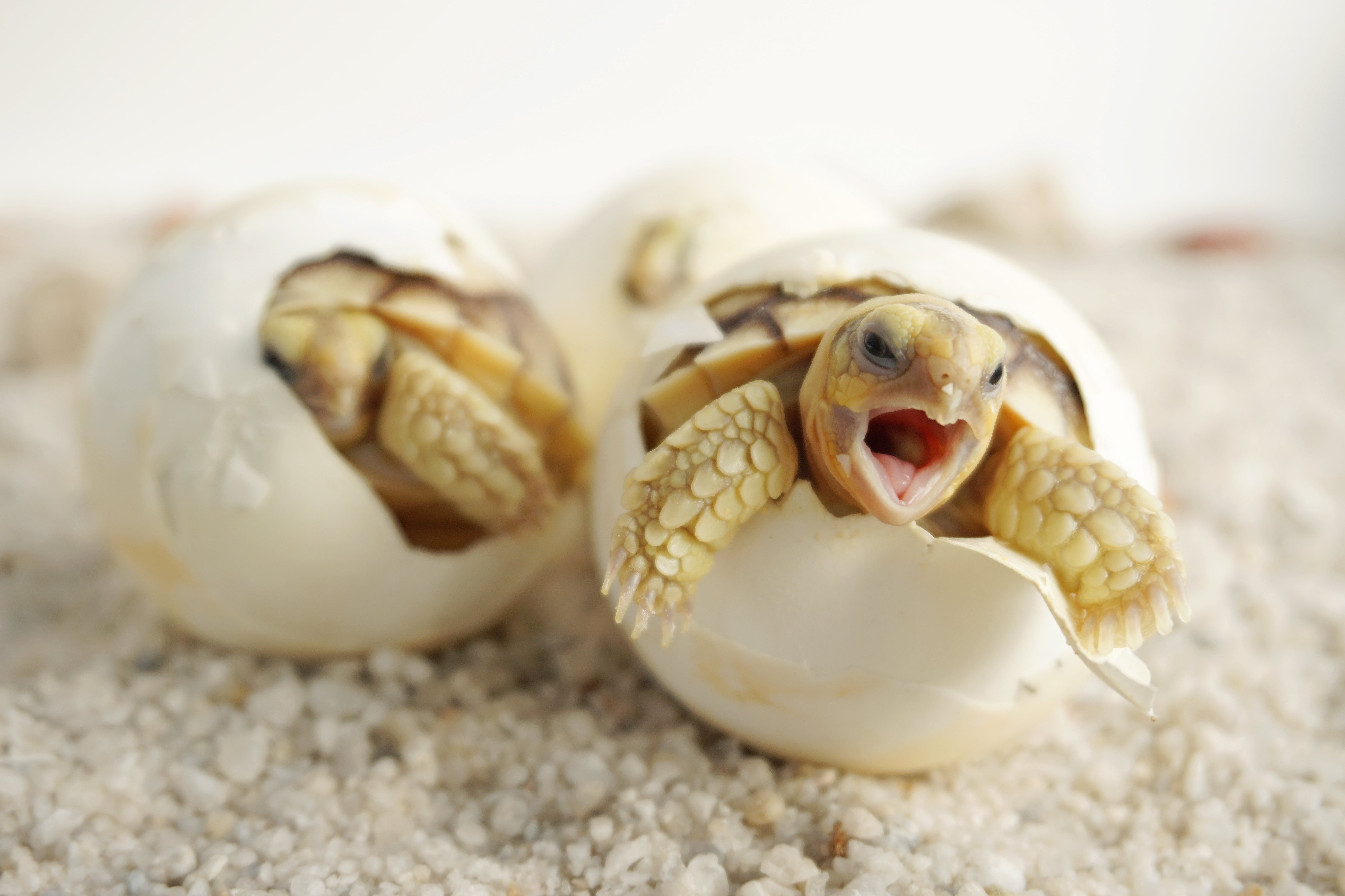 Turtle Hatching-min